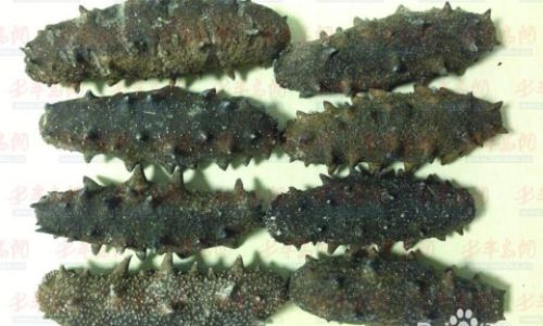 How to Discern the Quality of Sea Cucumbers:A Comprehensive Guide