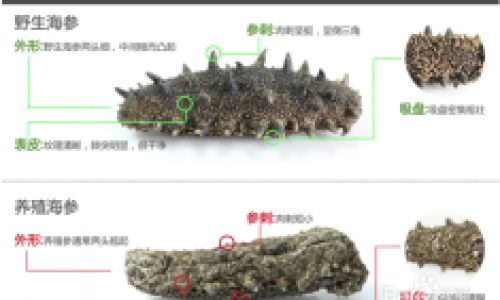 How to Discern the Quality of Sea Cucumbers:A Comprehensive Guide