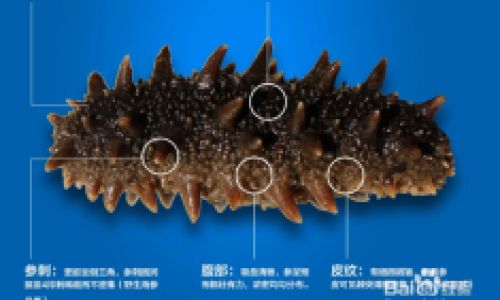 How to Discern the Quality of Sea Cucumbers:A Comprehensive Guide