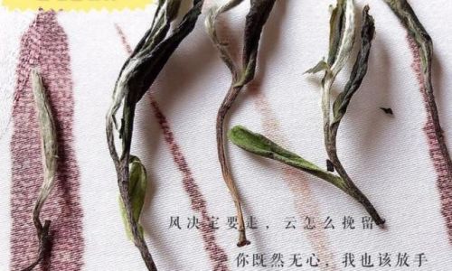 Discerning the Quality of White Tea Bricks:A Comprehensive Guide