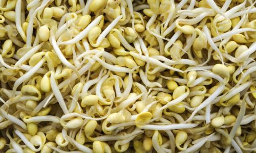 How to Prevent Purchased Soybean Sprouts from Turning Green