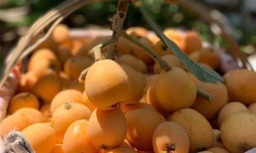 How to Preserve Loquats Freshness:Comprehensive Guide and Tips