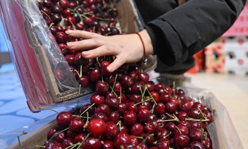 How to Preserve Freshness in Cherries:A Comprehensive Guide