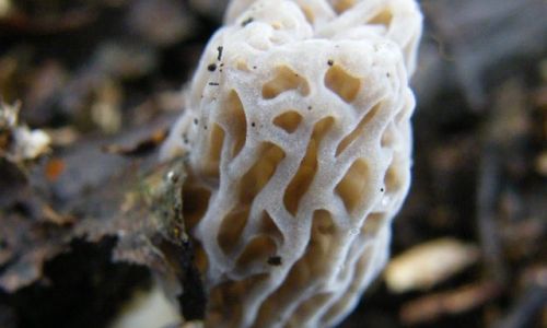 How to Preserve Morels:A Comprehensive Guide