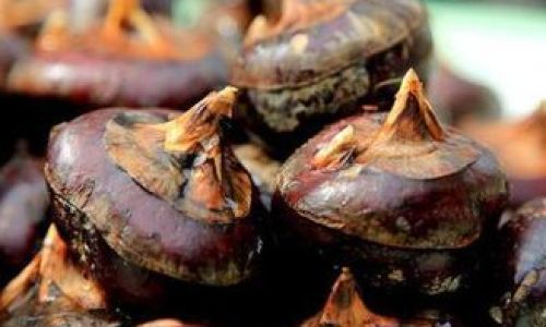 How to Preserve Fresh Water Chestnuts for Optimal Freshness