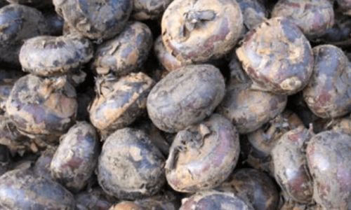 How to Preserve Fresh Water Chestnuts for Optimal Freshness