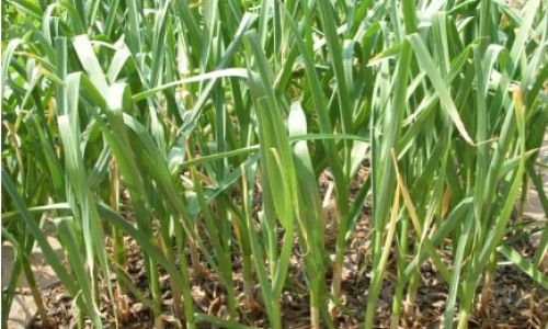 How to Preserve Fresh Garlic Sprouts for Optimal Freshness