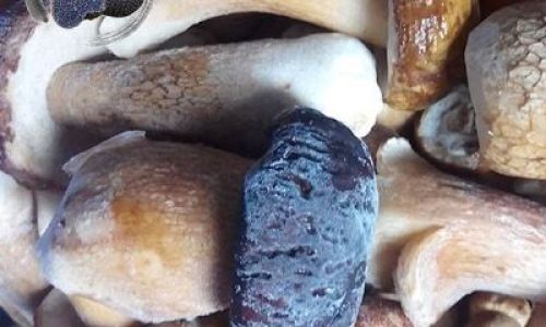 How to Preserve Fresh Giant Foot Mushrooms