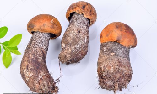 How to Preserve Fresh Giant Foot Mushrooms