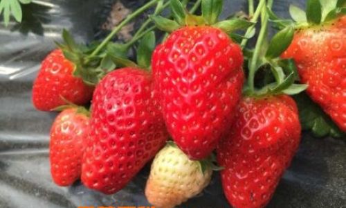 How to Preserve Fresh Strawberries:A Comprehensive Guide