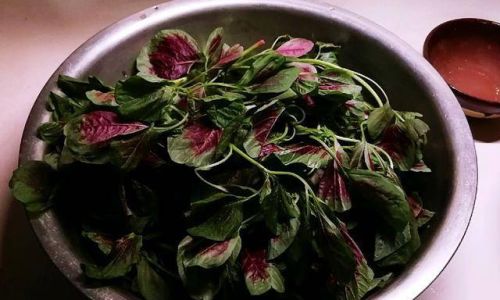 How to Preserve Amaranth Leaves:A Comprehensive Guide