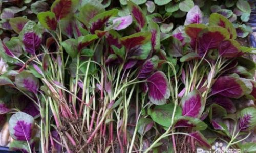 How to Preserve Amaranth Leaves:A Comprehensive Guide