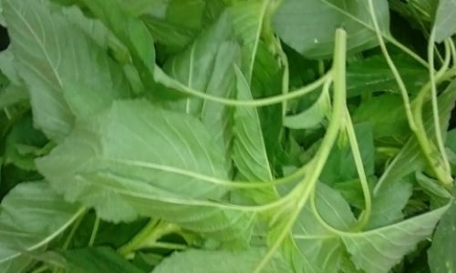 How to Preserve Amaranth Leaves:A Comprehensive Guide
