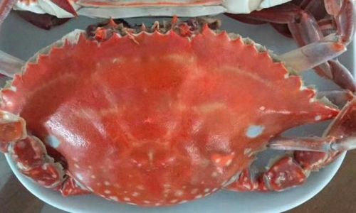 How to Preserve Sea Crabs Portunus Trituberculatus)Effectively