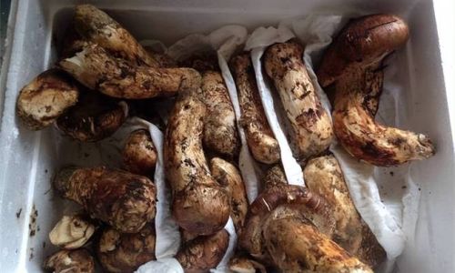 How to Preserve Matsutake Mushrooms:A Comprehensive Guide