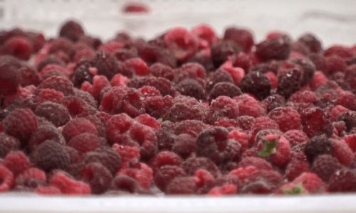 How to Preserve Raspberries:A Comprehensive Guide