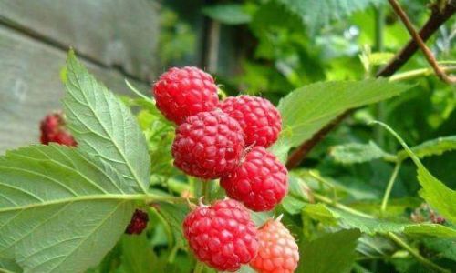 How to Preserve Raspberries:A Comprehensive Guide