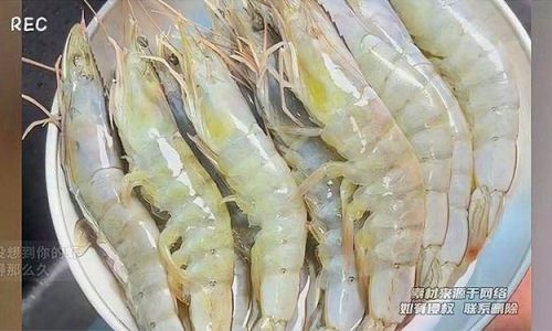 How to Preserve Cooked Mantis Shrimp Squilla)
