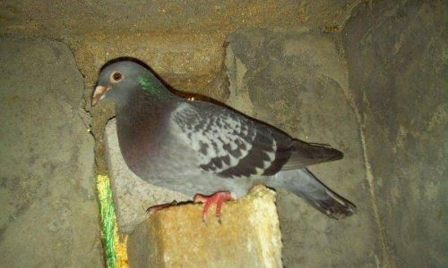 How to Preserve Dried Pigeon Effectively