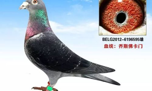 How to Preserve Dried Pigeon Effectively