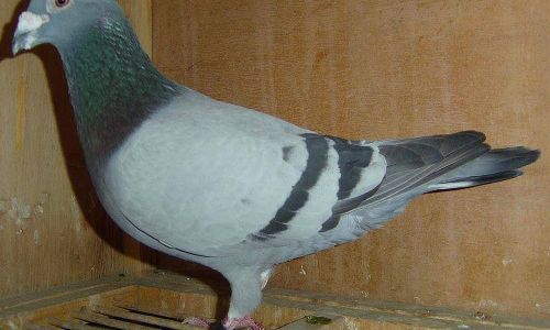 How to Preserve Dried Pigeon Effectively