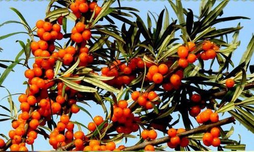 How to Preserve Seabuckthorn Jam:A Comprehensive Guide