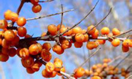 How to Preserve Seabuckthorn Jam:A Comprehensive Guide