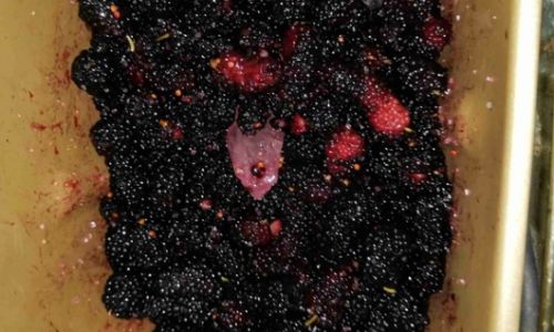 How to Preserve Seabuckthorn Jam:A Comprehensive Guide