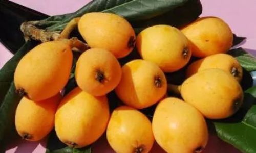 How to Preserve Loquat Jam:A Comprehensive Guide