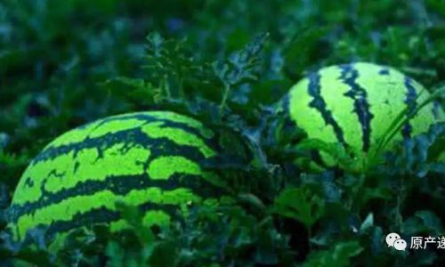 How to Keep Your Sliced Watermelon Fresh