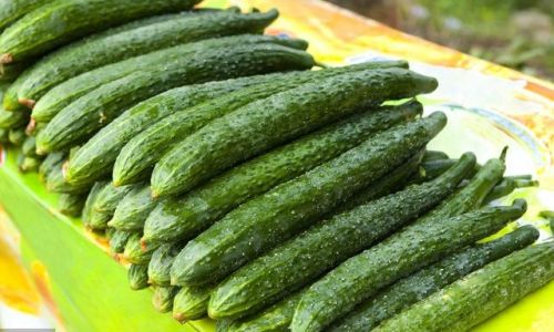 The Simplest Way to Preserve Cucumbers:A Step-by-Step Guide