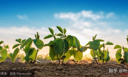 How to Preserve Soybean Sprouts Effectively