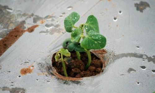 How to Preserve Soybean Sprouts Effectively