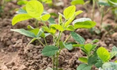 How to Preserve Soybean Sprouts Effectively