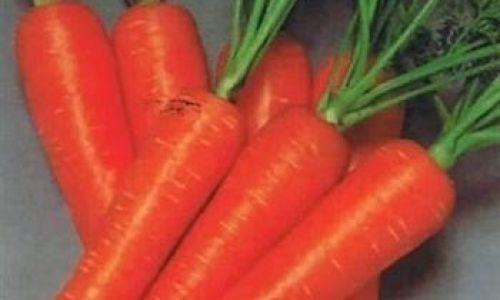 How to Preserve Carrots for Optimal Freshness and Longevity