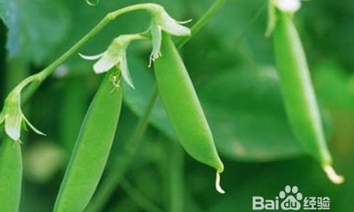 How to Preserve Snow Peas for Optimal Freshness and Longevity
