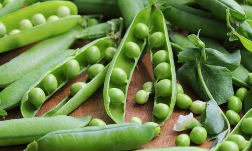 How to Preserve Snow Peas for Optimal Freshness and Longevity