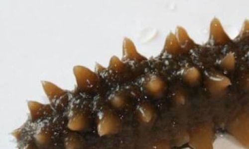 How to Preserve Sea Cucumbers:A Comprehensive Guide