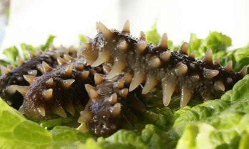 How to Preserve Dried Sea Cucumbers Effectively