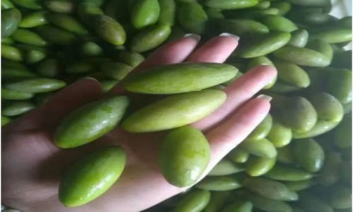 How to Preserve Olives:A Comprehensive Guide