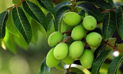 How to Preserve Olives:A Comprehensive Guide