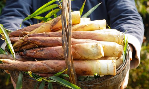 How to Preserve Spring Bamboo Shoots:A Comprehensive Guide