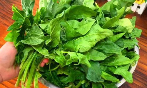 How to Preserve Spinach:Effective Methods for Extending Freshness and Nutritional Value
