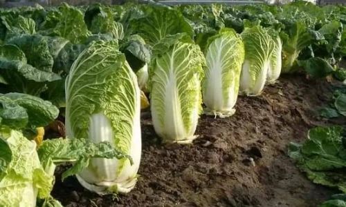 How to Preserve Chinese Cabbage:Simple Methods for Freshness
