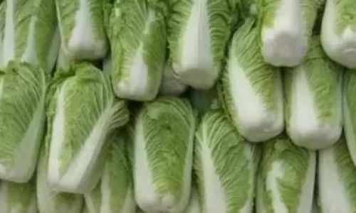 How to Preserve Chinese Cabbage:Simple Methods for Freshness