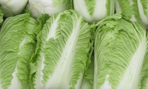 How to Preserve Chinese Cabbage:Simple Methods for Freshness