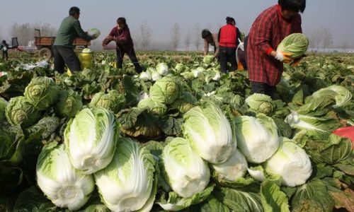 How to Preserve Chinese Cabbage:Simple Methods for Freshness