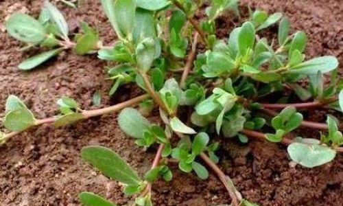How to Effectively Dry Purslane for Long-Term Preservation